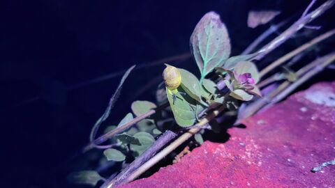 Biofluorescence snail on leaf