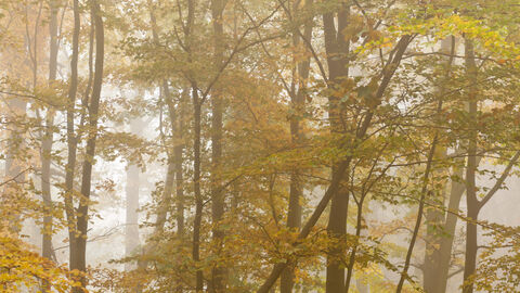 A autumn forest canopy in misty light