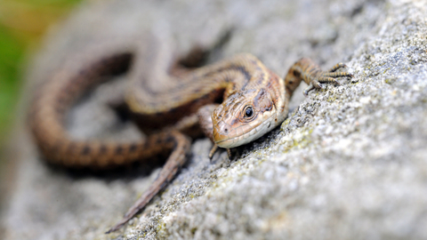 Common lizard
