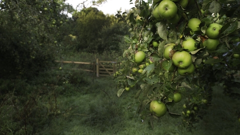 An apple tree is in the foreground to the right with a lot of apples hanging from it. to the left is a wooden gate with further trees beyond and to the left.