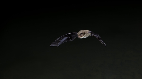 daubentons bat flying through dark black sky
