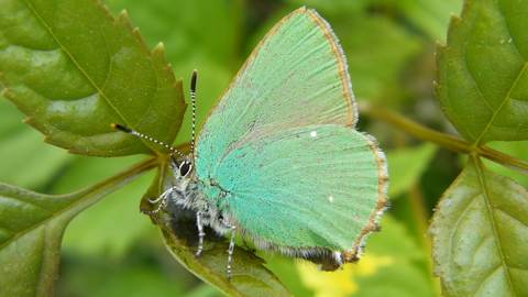 Green hairstreak butterfly surrounded by leaves