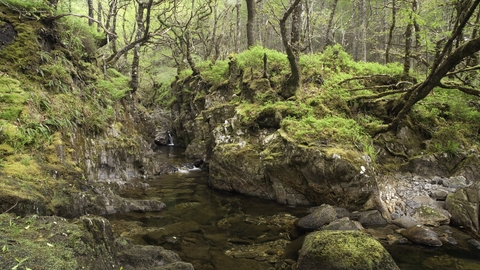 A stream flowing through a rocky gorge in a Scottish rainforest, surrounded by mosses, trees, and lichen-covered rocks