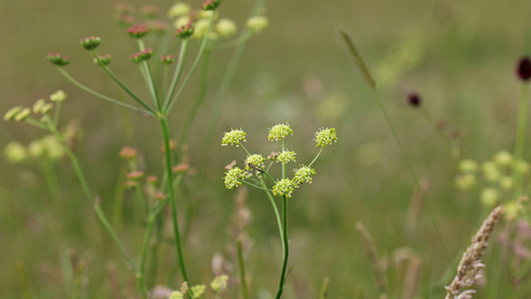 Pepper saxifrage