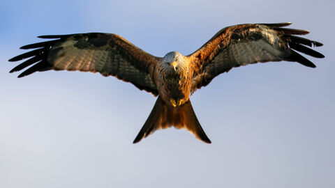 A bird of prey in flight with red/brown feathers and a forked tail. It looks at the viewer with its head cocked to one side. It has white patches of feathers on its underwing and head and a yellow beak with piercing yellow eyes.