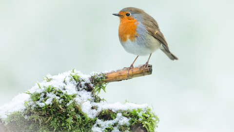 Robin Snow