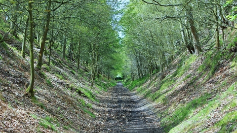 Woodland Path