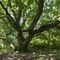 An okay tree in the afternoon sun