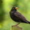 blackbird