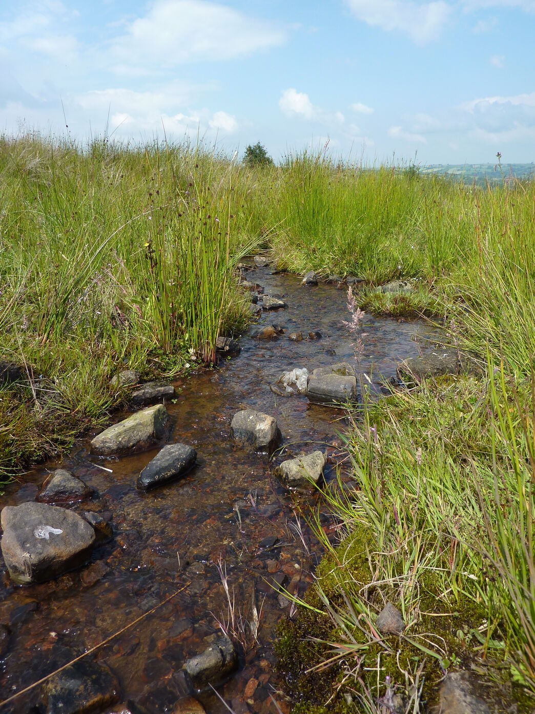 Ipstones Edge | Staffordshire Wildlife Trust