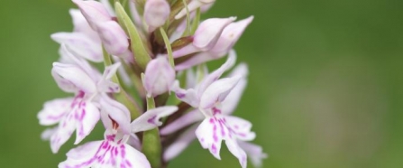 Common Spotted Orchid - found on our Allimoore Green reserve 