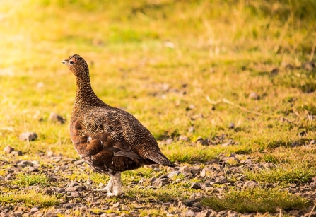 Red Grouse found on Black Brook