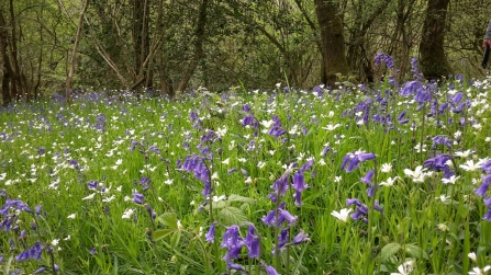 Thorswood - woodland