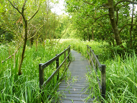 Jackson's Coppice and Marsh