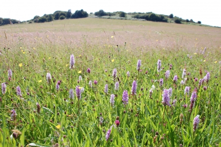 Thorswood - meadow flowers 