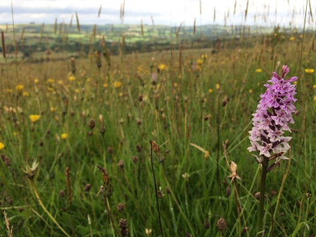 Wild flowers at Ipstones Edge
