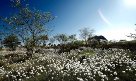 Ipstones Edge - Nature Reserve