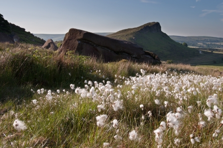 The Roaches