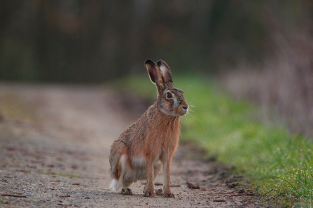 Rod Wood - Hare
