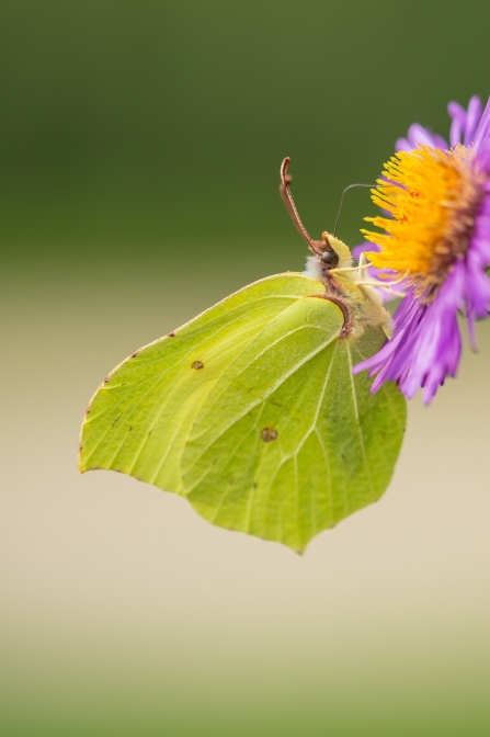 Brimstone Butterfly - at Lyton Moss