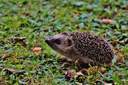 Hedgehog