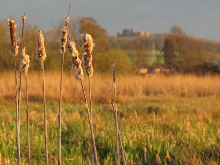 Doxey Marshes - reeds