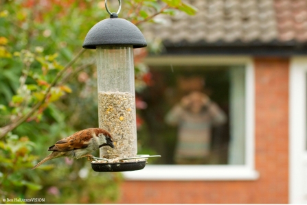 Bird on bird feeder