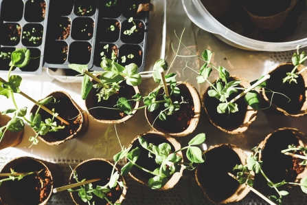 Sowing seeds