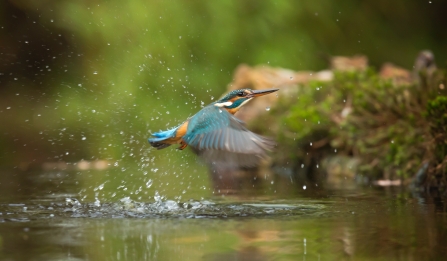 Kingfisher spotted