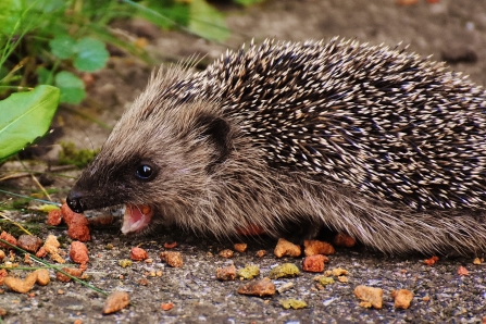 Hedgehog in garden