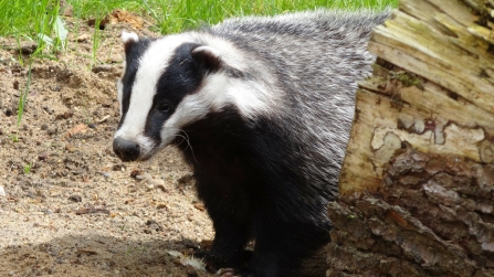 Badger enjoying the outdoors