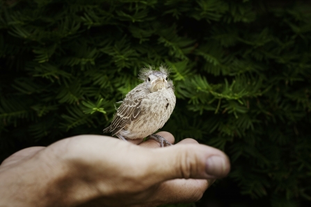 Injured bird