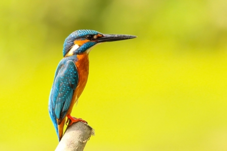 Kingfisher Wolseley