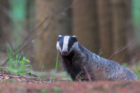 Badger - become a member and support them today!