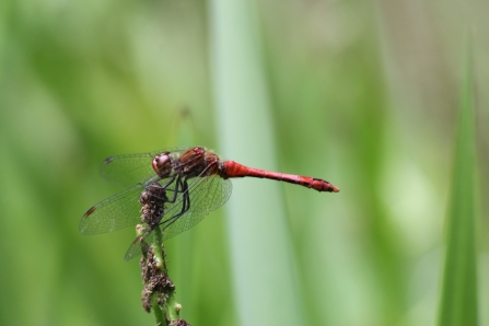 Water Wildlife