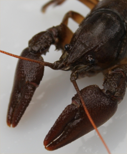 White Clawed Crayfish 