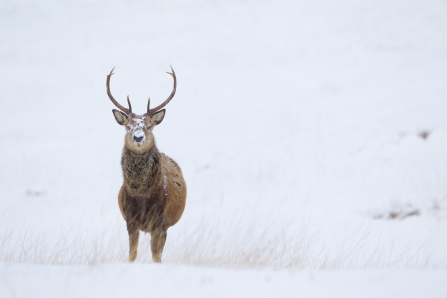 Red Deer
