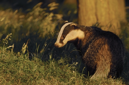 Badger Cull and bTB - find out more