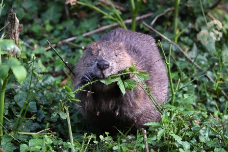 Water vole