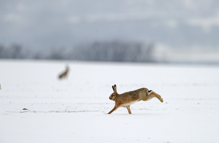 Hare in snow