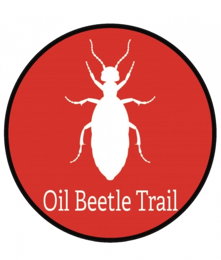 Oil beetle trail 