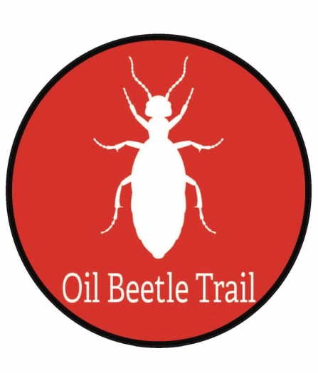 Oil beetle trail