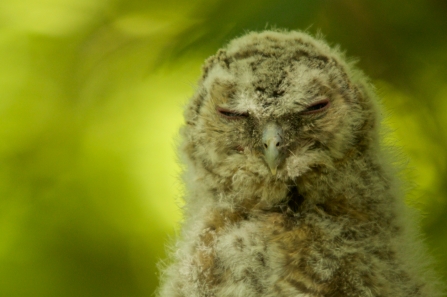Barn Owl sleeping 