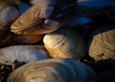 Mussels