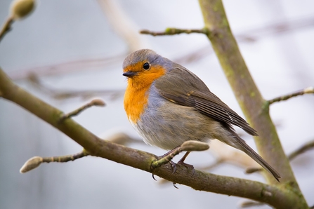 Robin sitting on a branch