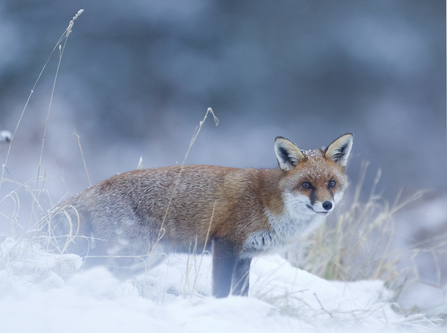 Fox in snow