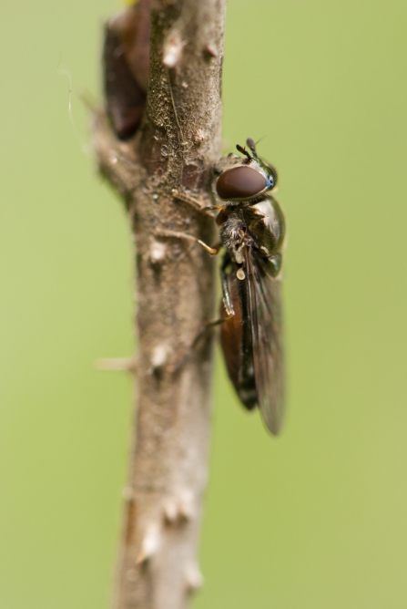 Logjammer hoverfly