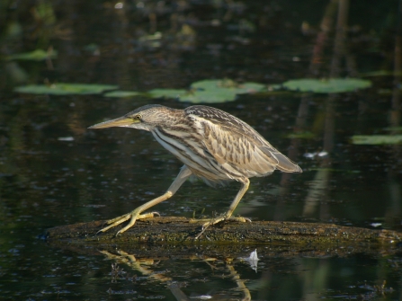 Young Bittern