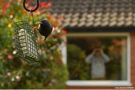Bird watching