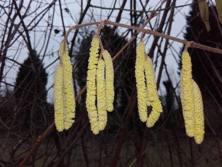 Catkins